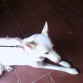 Samantha quiere pasear